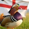 Mandarin Duck's profile picture