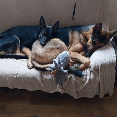NalaAndLuna3's profile picture