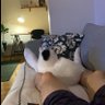 ib 的头像