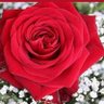 Profilbild von روح منزمن آخر (كرماً الخاص ممنوع )