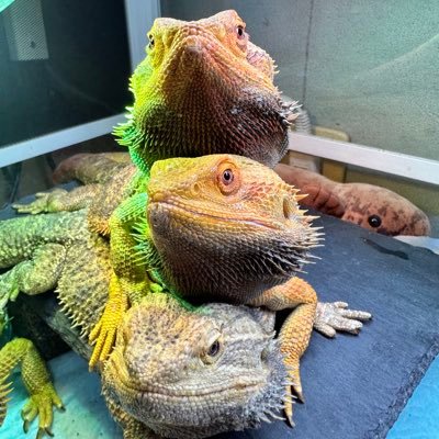 WFmrx's profile picture
