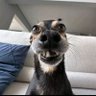 Eu Souil 🐊 profil fotoğrafı