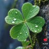 Soledad🍀 profil fotoğrafı