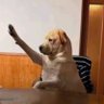 Doge's profile picture