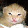 『gatinho do Vice City』 的头像