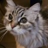 Celne! profil fotoğrafı