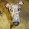 Profilbild von Trouble The Greyhound
