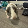 emilier_al1's profile picture
