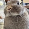 Фото профиля うさぎなしらす