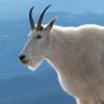 Profilbild von goodeguy
