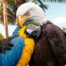 Profilbild von Pirate Eagle Fang