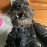 morris profil fotoğrafı