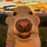 Profilbild von Dani