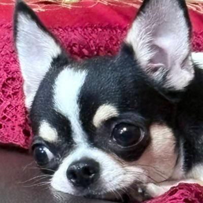 依欢's profile picture