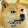 사설탐정사1급 시바이누 홀더 이야기 #shib's profile picture