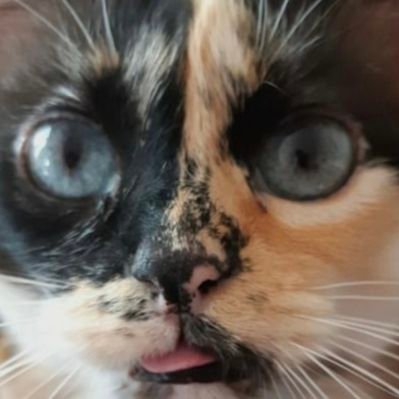 Dcyon's profile picture
