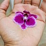 Фото профиля The Fairy Wildflower