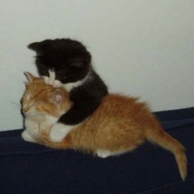 eshoufn's profile picture