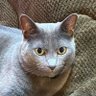 明日はどんな風が吹く's profile picture