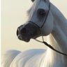 Фото профиля دانة الشرق