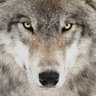 Фото профиля Lone Wolf