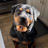Moezilla profil fotoğrafı