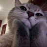 Profilbild von tinymeowdaily