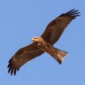 Black kite 的头像