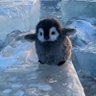 penguin profil fotoğrafı