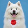 サナエトしんじろう profil fotoğrafı