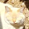 "White Cat" Shironeko JP's profile picture