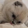Фото профиля Dan catyxxx
