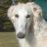 Roger's profile picture