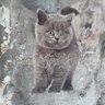 Фото профиля hey 🐈⬛🐼