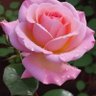 Фото профиля AshleyYeshaLeigh