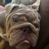 Gdog 的头像