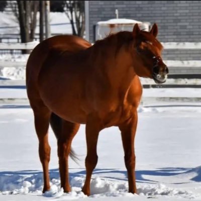 UmaDaily's profile picture