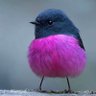 やっぱりボブがいい 的头像