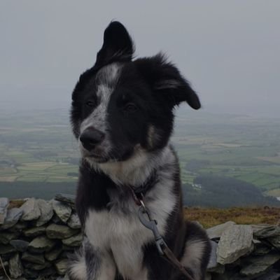 Manxpie's profile picture