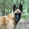 HanktheTank's profile picture