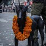 Dog TXW profil fotoğrafı
