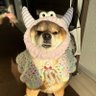 あず花|おかーぽん 的头像