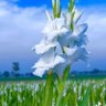 Фото профиля Uzzal hossain