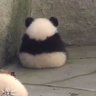 panda 的头像