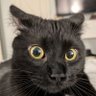 Profilbild von Eclectic Cat