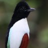 Harry Bōlz profil fotoğrafı