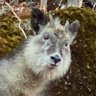 mayu profil fotoğrafı