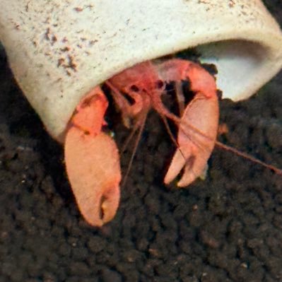 keenkeno_sp's profile picture
