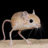 jerboa's profile picture