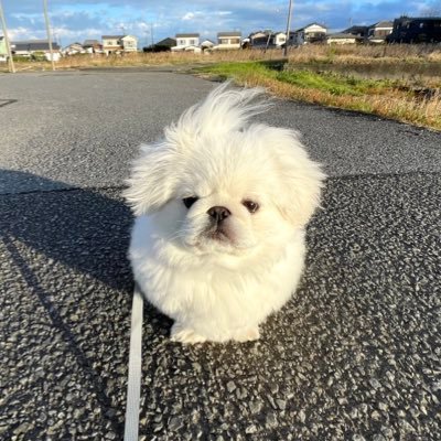 ojipeki's profile picture